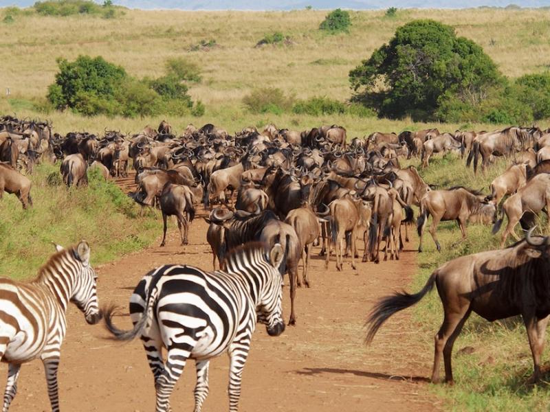 Reserve in Kenya