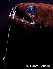 Глубоководная рыба-дракон