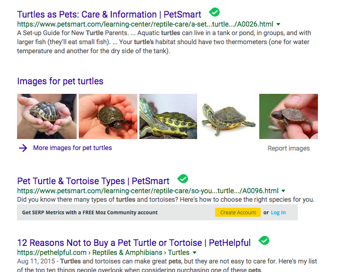 Проверьте результаты поиска по запросу «Pet Turtles»